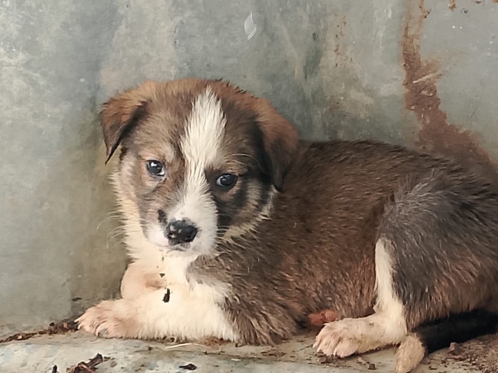 Adotta un cane, taglia grande, femmina, Palermo