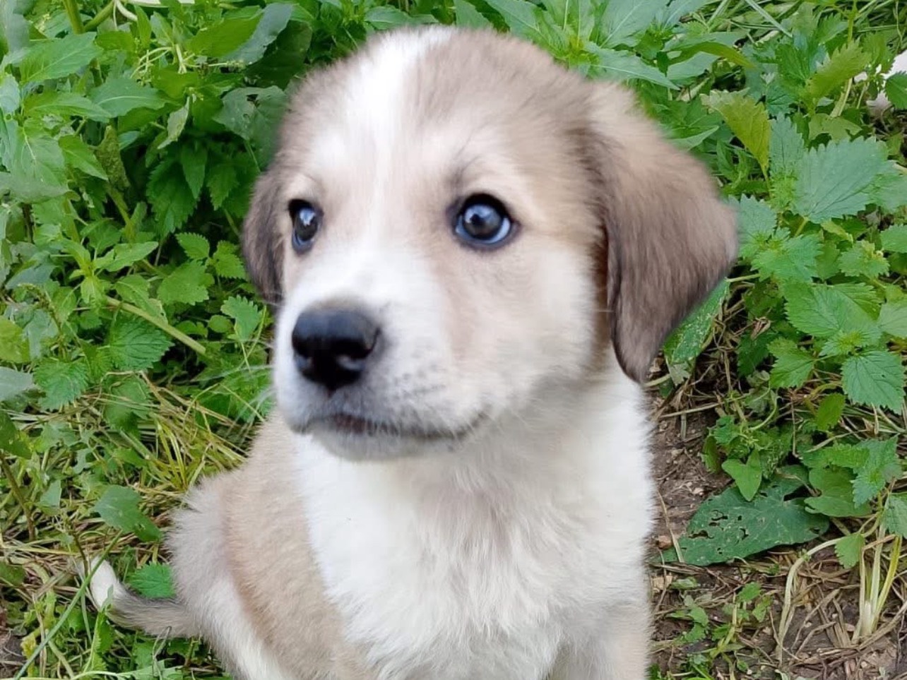Adozione cane, femmina, Razza sconosciuta Razza sconosciuta, 2 mesi, taglia grande, Palermo