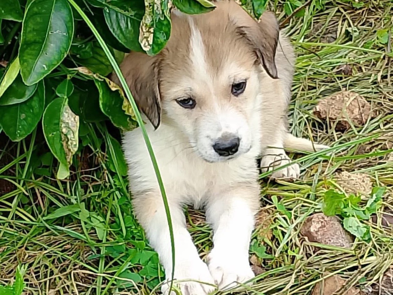 Adotta un cane, femmina, 2 mesi, Palermo
