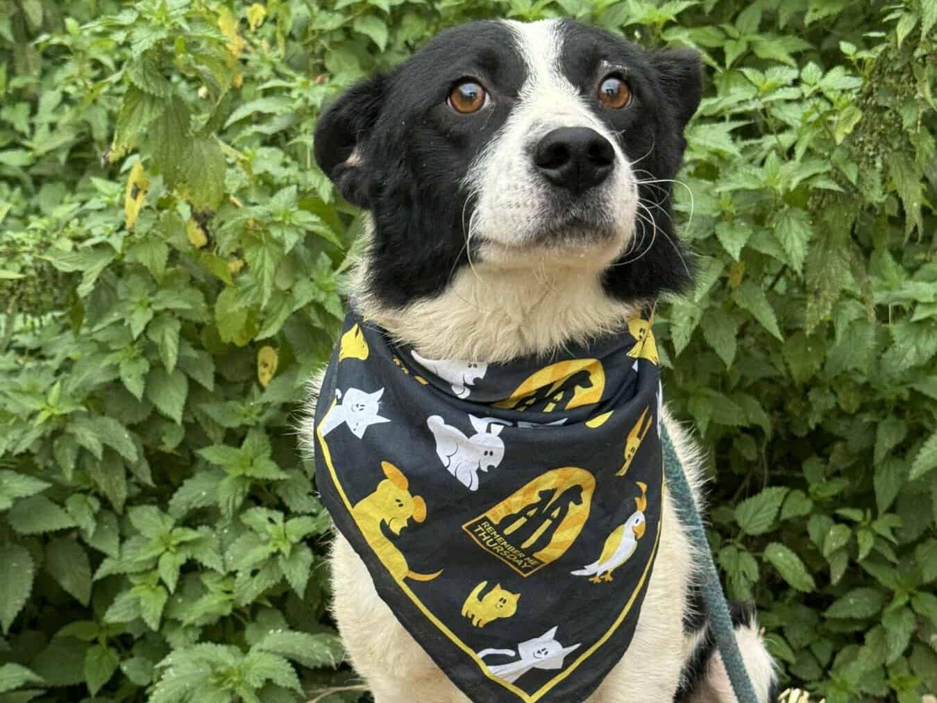 Adotta un cane, maschio, 2 anni e 10 mesi, Firenze