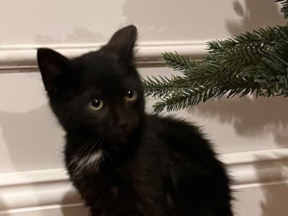 Adozione gatto, femmina, Razza sconosciuta Razza sconosciuta, 3 mesi, taglia non valida, Torino