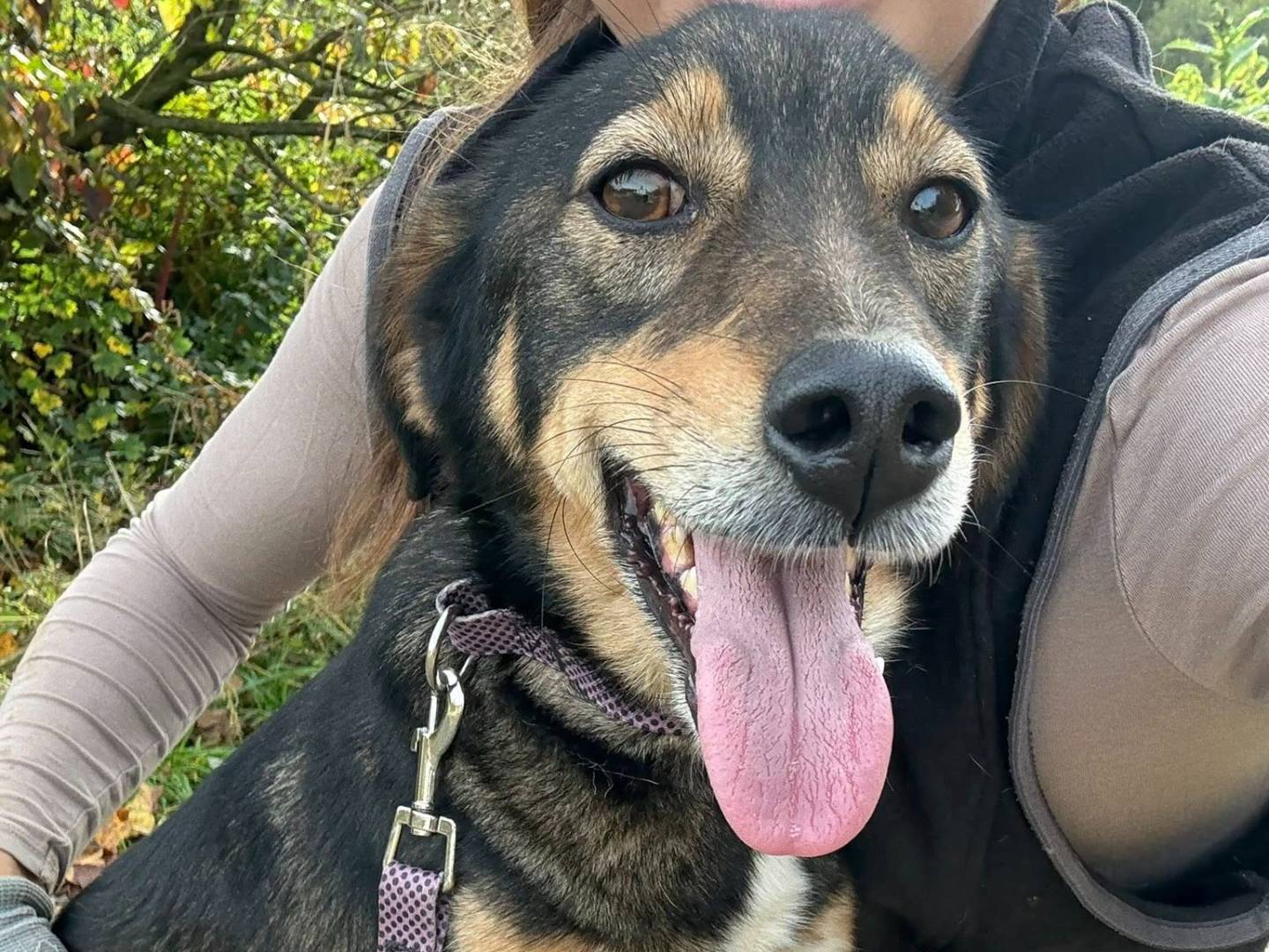 Adotta un cane, maschio, 3 anni e 9 mesi, Firenze