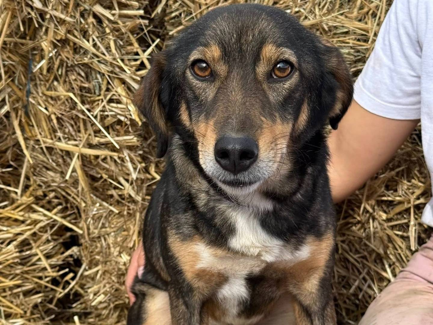 Vuoi adottare un cane a Firenze?