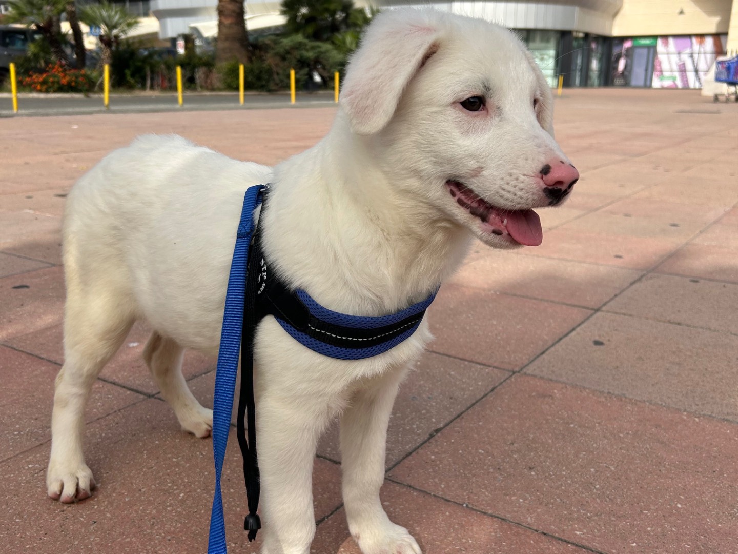 Adotta un cane, maschio, 4 mesi, Sud