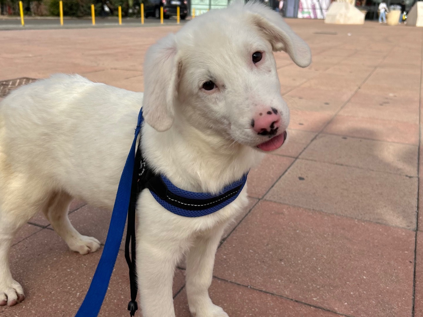 Adotta un cane, taglia media, maschio, Sud