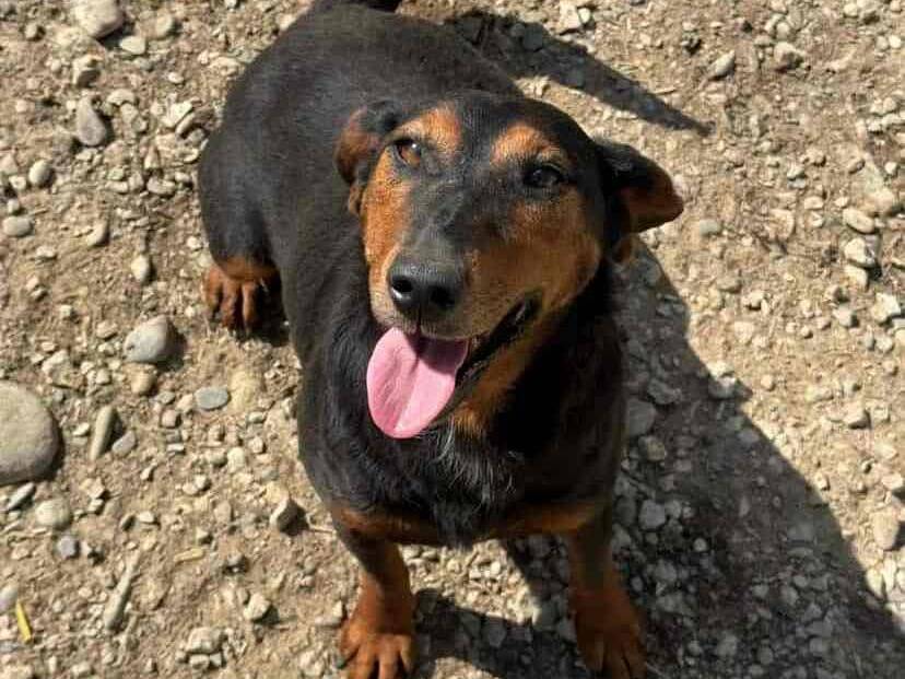 Adozione cane, femmina, Razza sconosciuta Razza sconosciuta, 2 anni e 10 mesi, taglia media contenuta, Firenze