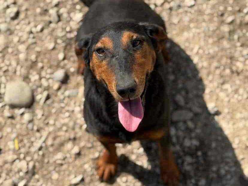 Adotta un cane, taglia media contenuta, femmina, Firenze