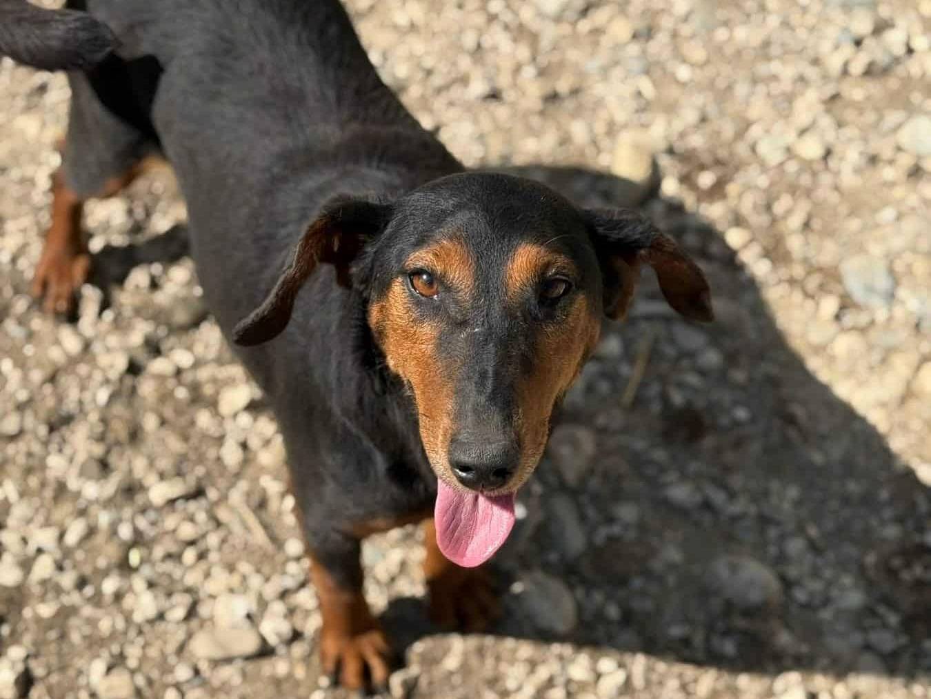 Vuoi adottare un cane a Firenze?