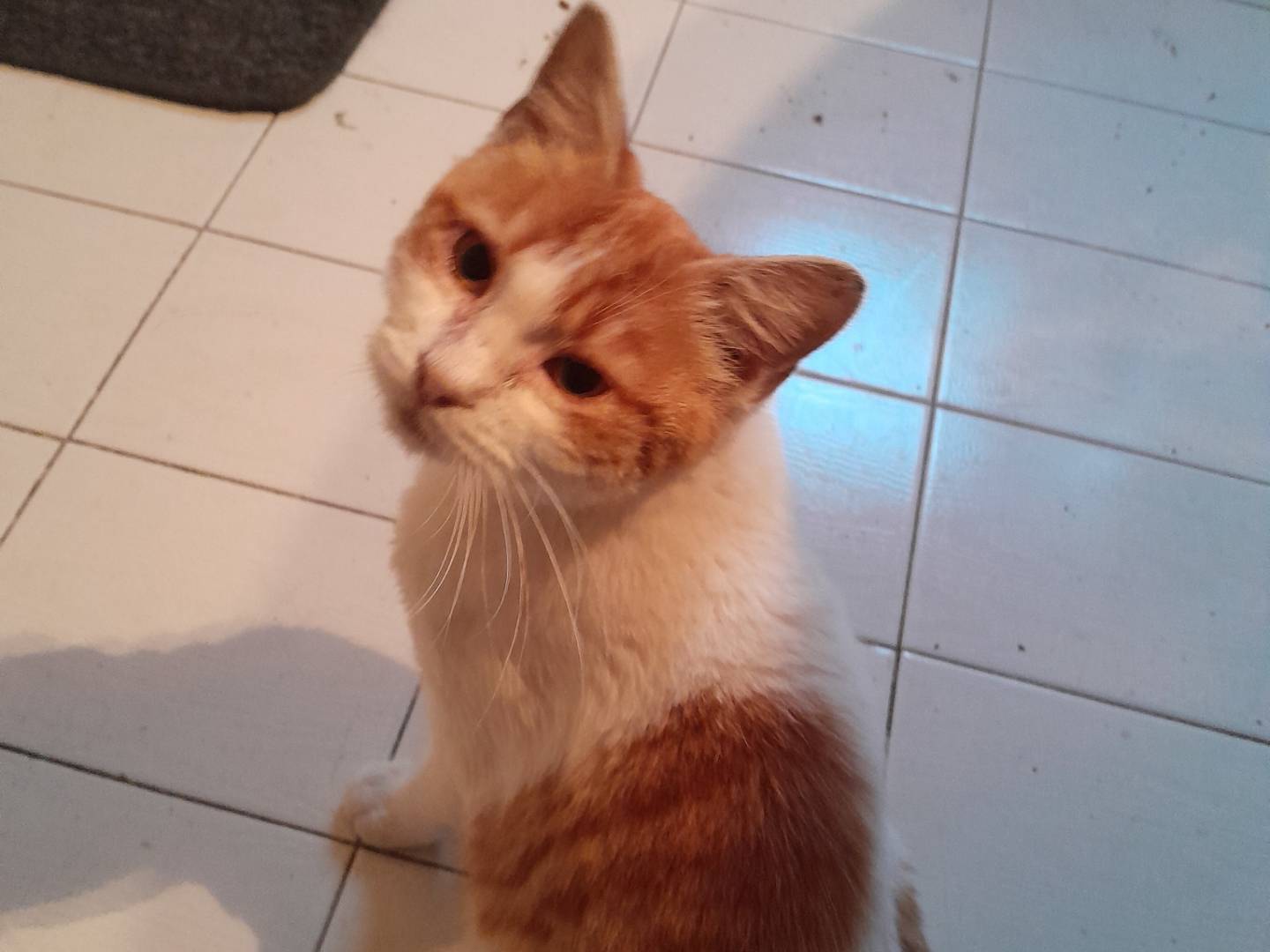 Vuoi adottare un gatto a Caserta?