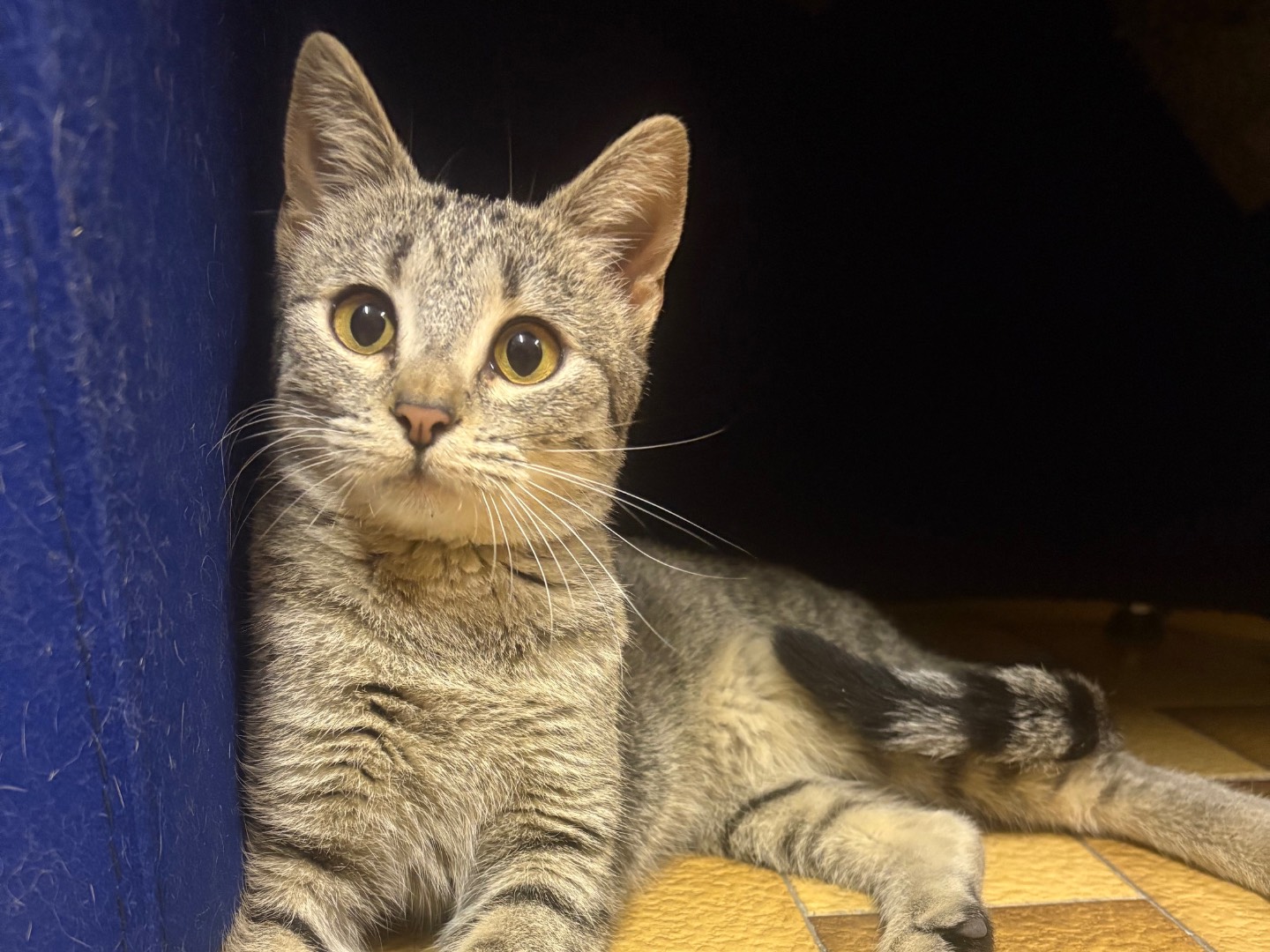 Adozione gatto, femmina, Razza sconosciuta Razza sconosciuta, 6 mesi, taglia non valida, Potenza