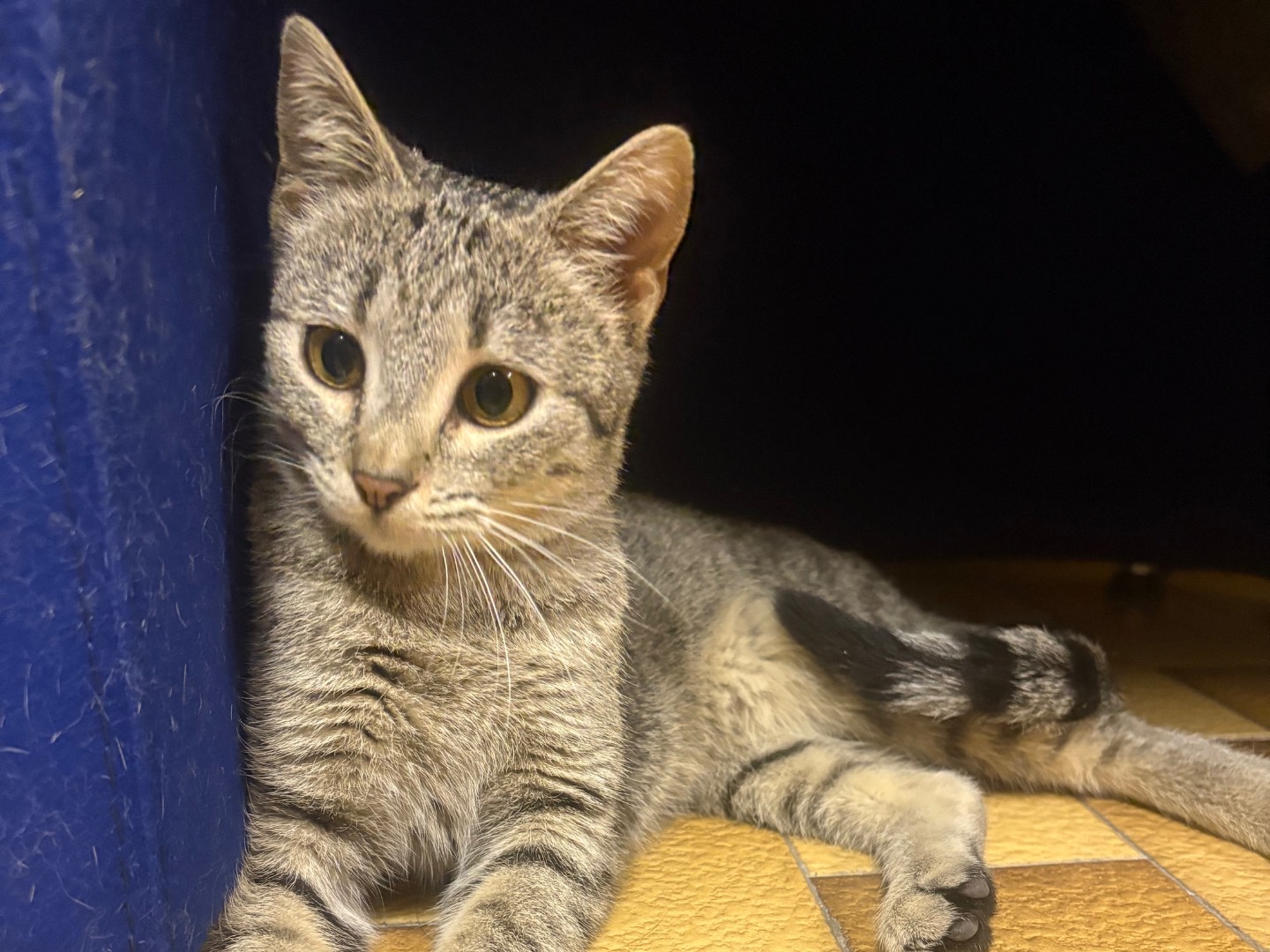 Adotta un gatto, femmina, 6 mesi, Potenza