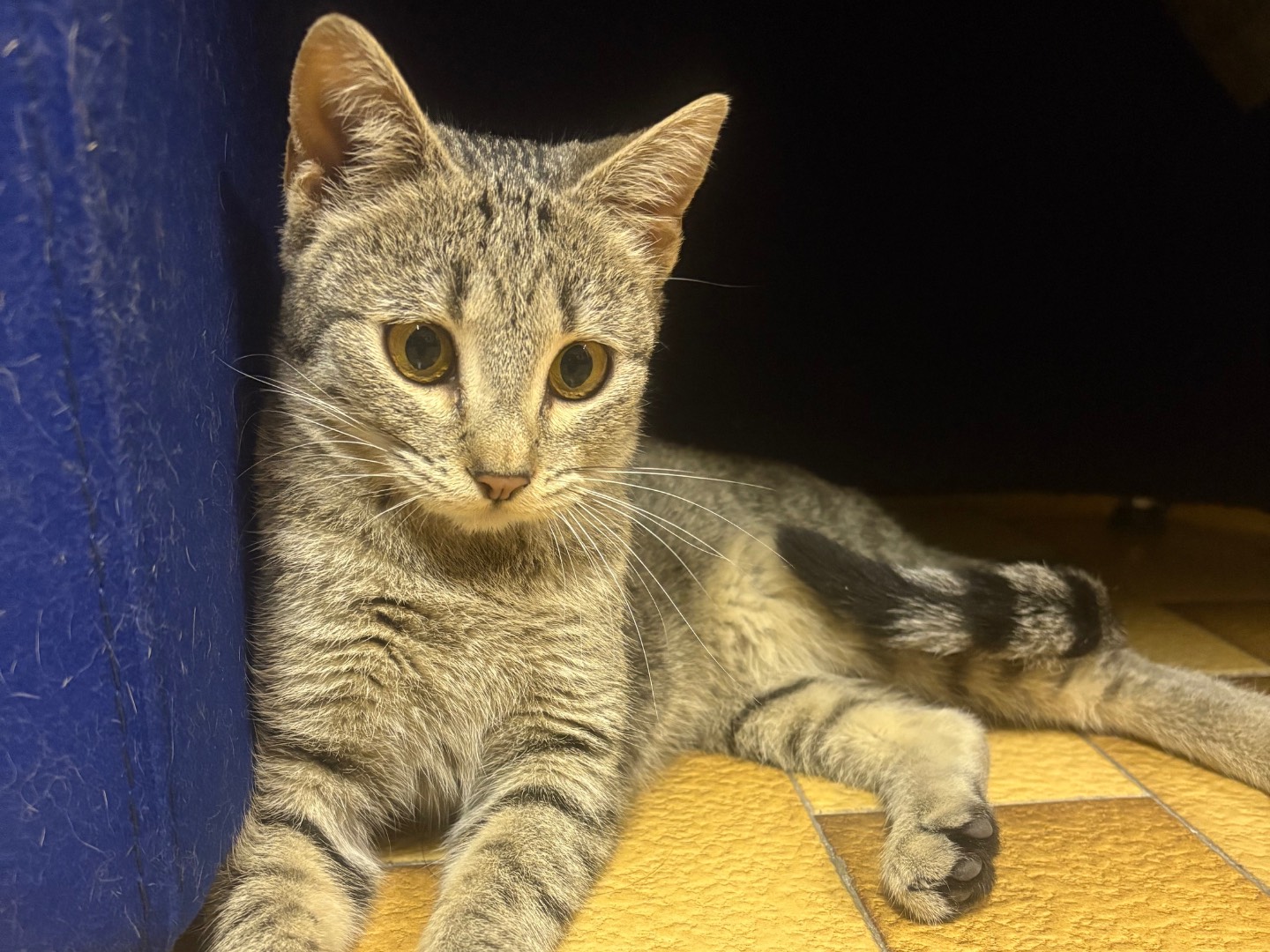 Adotta un gatto, taglia non valida, femmina, Potenza