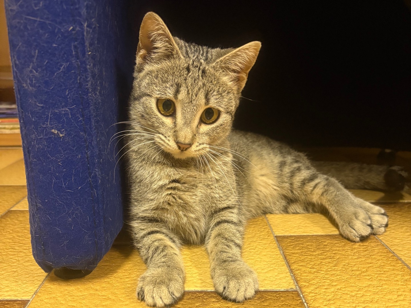 Vuoi adottare un gatto a Potenza?