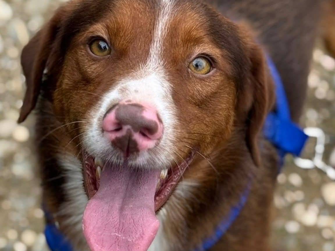 Adozione cane, maschio, Razza sconosciuta Razza sconosciuta, 2 anni, taglia media contenuta, Firenze