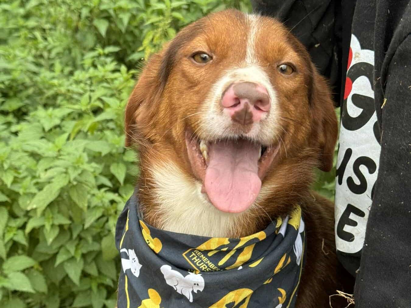 Adotta un cane, maschio, 2 anni, Firenze