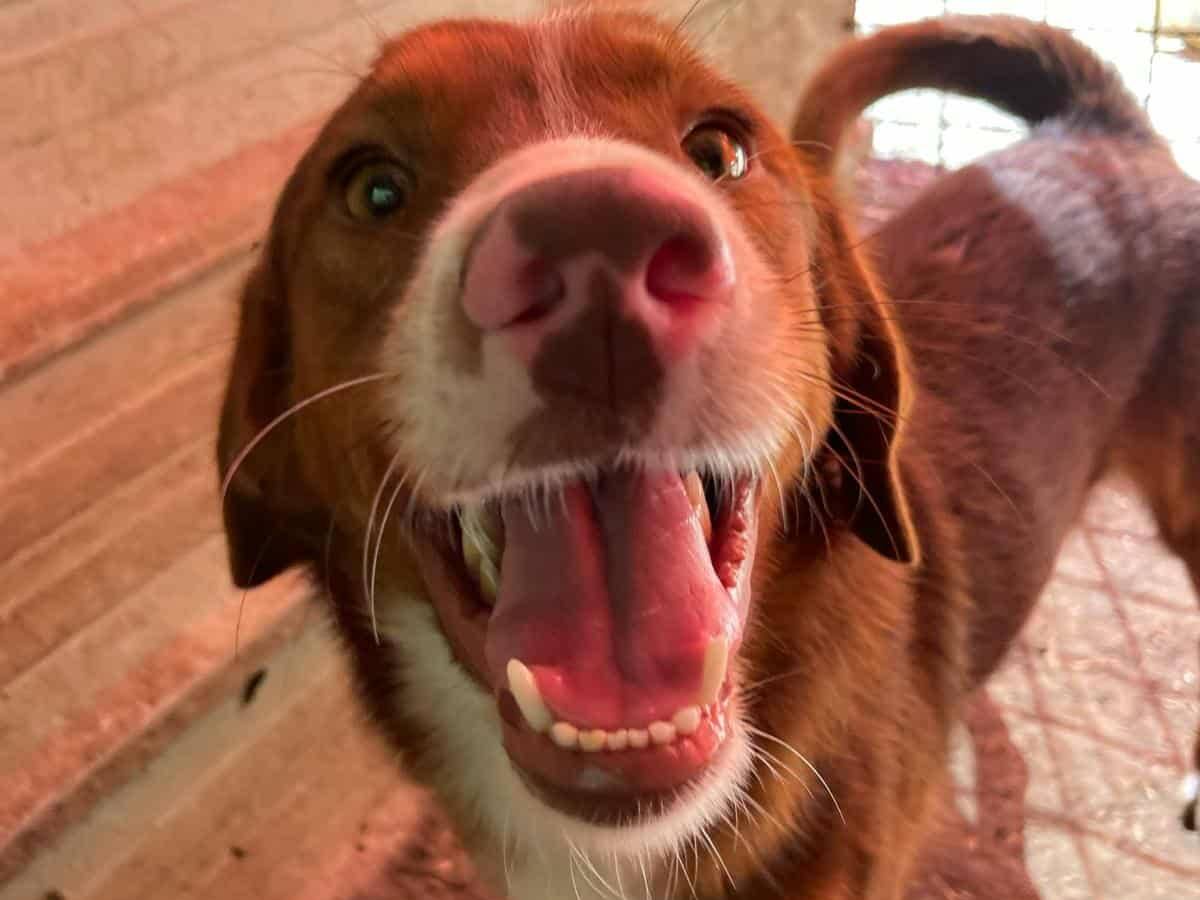 Adotta un cane, taglia media contenuta, maschio, Firenze
