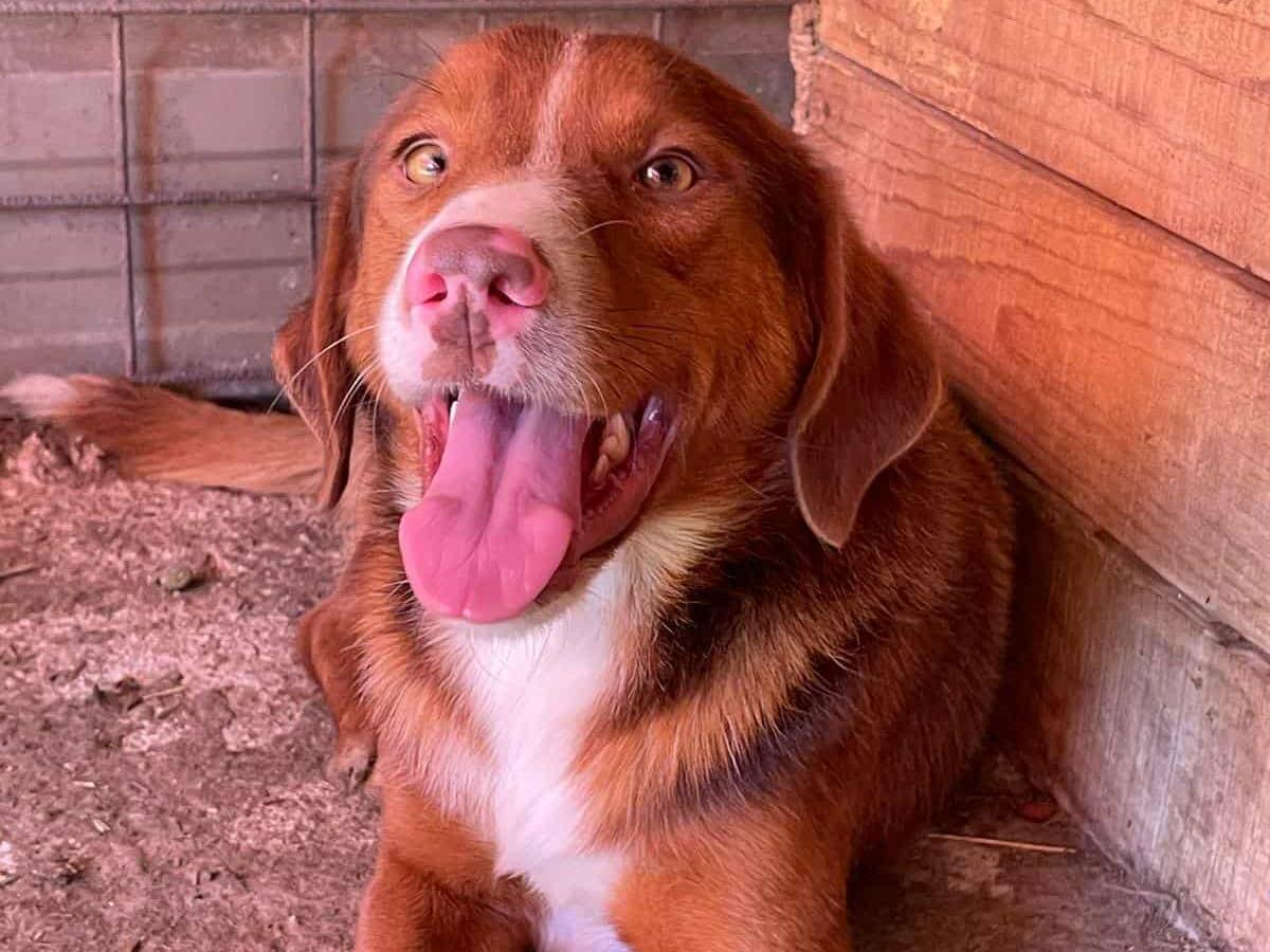 Vuoi adottare un cane a Firenze?