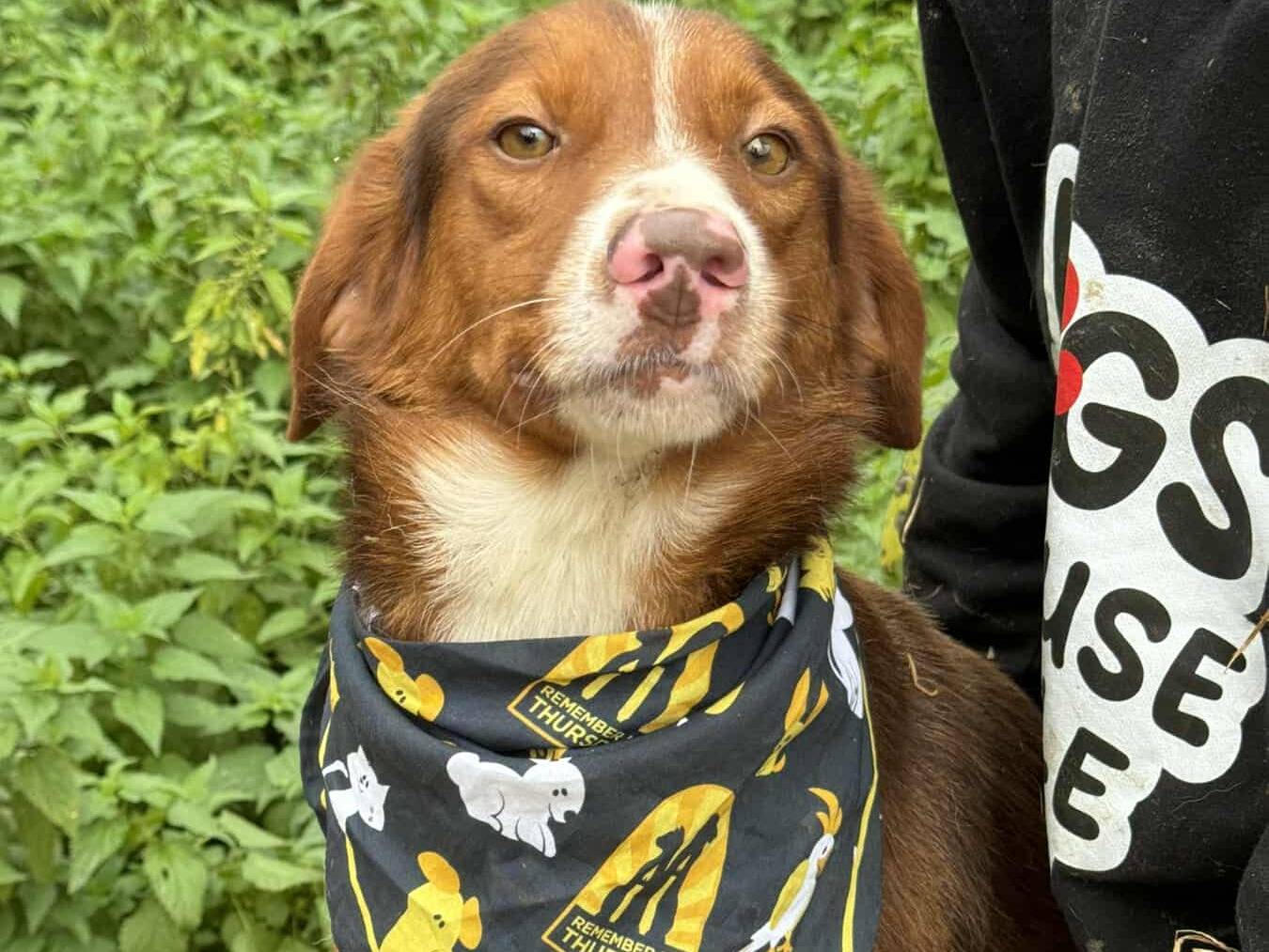 Adotta il cane MUFFIN a Firenze