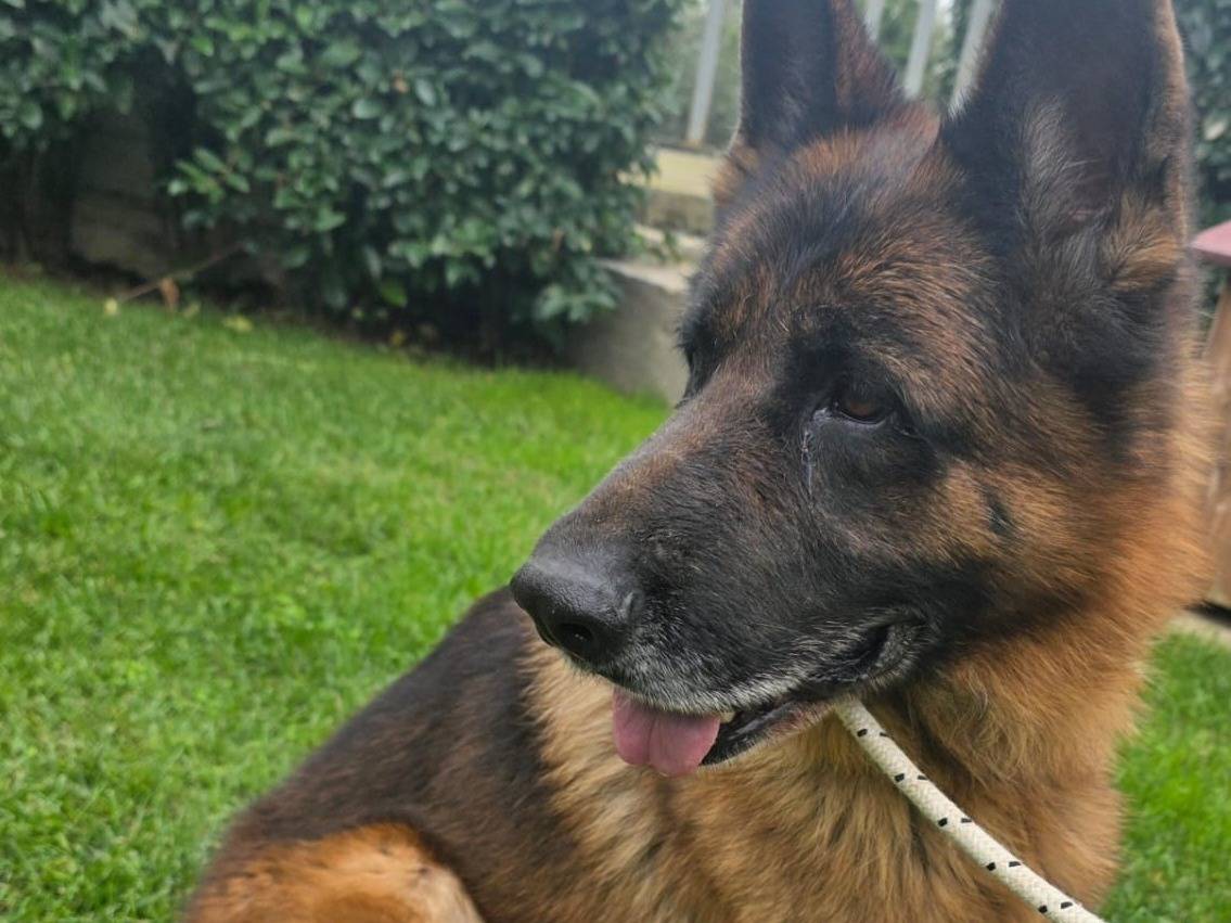 Adozione cane, maschio, Pastore tedesco Razza sconosciuta, 4 anni e 5 mesi, taglia grande, Crotone