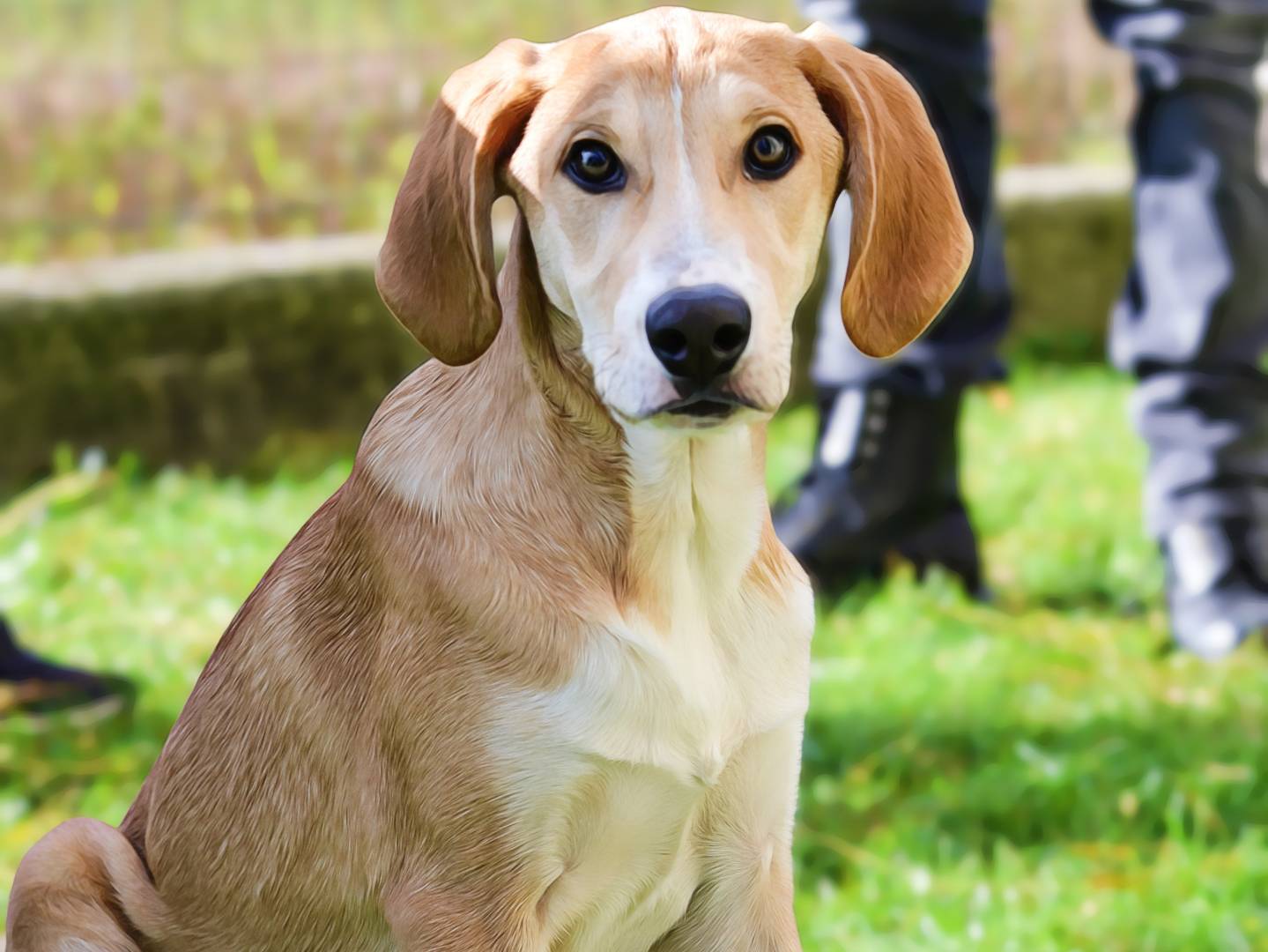 Adozione cane, maschio, Segugio Razza sconosciuta, 5 mesi, taglia media, Como