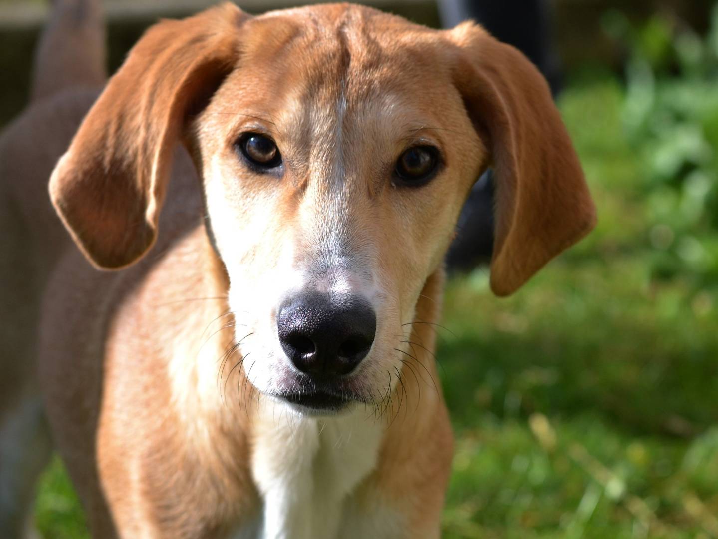 Adotta un cane, maschio, 5 mesi, Como