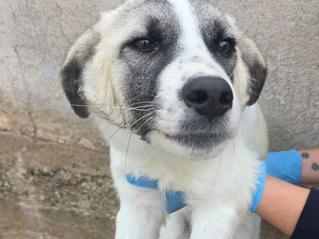 Adozione cane, femmina, Razza sconosciuta Razza sconosciuta, 6 mesi, taglia media, Crotone