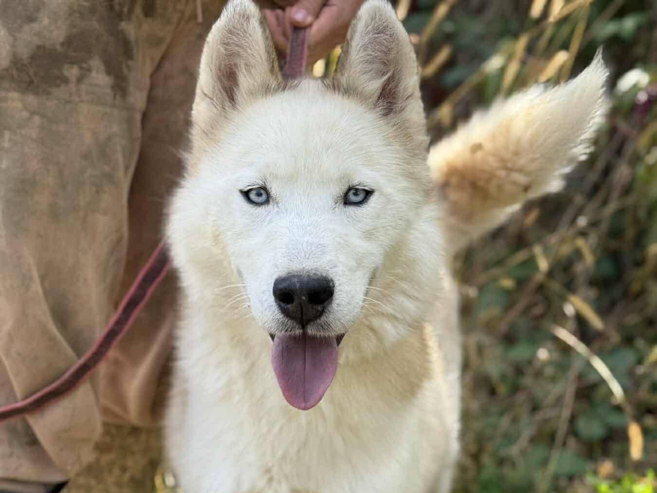 Adozione cane, maschio, Siberian Husky Razza sconosciuta, 3 anni e 5 mesi, taglia media, Firenze