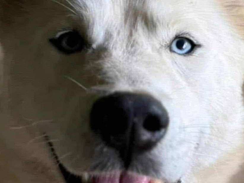 Adotta un cane, maschio, 3 anni e 5 mesi, Firenze