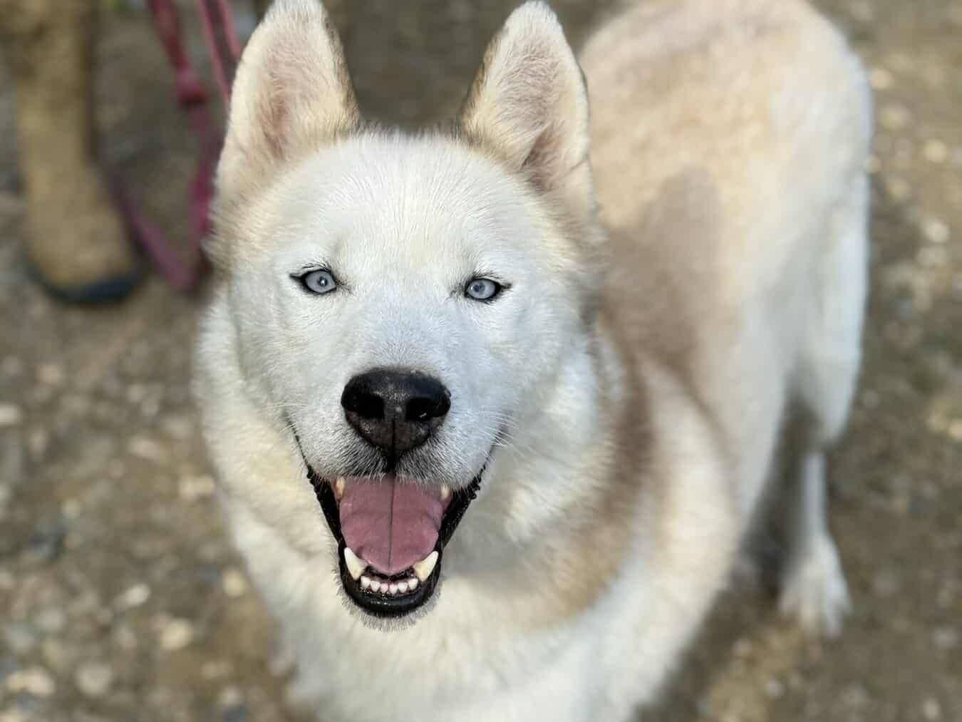 Adotta un cane, taglia media, maschio, Firenze