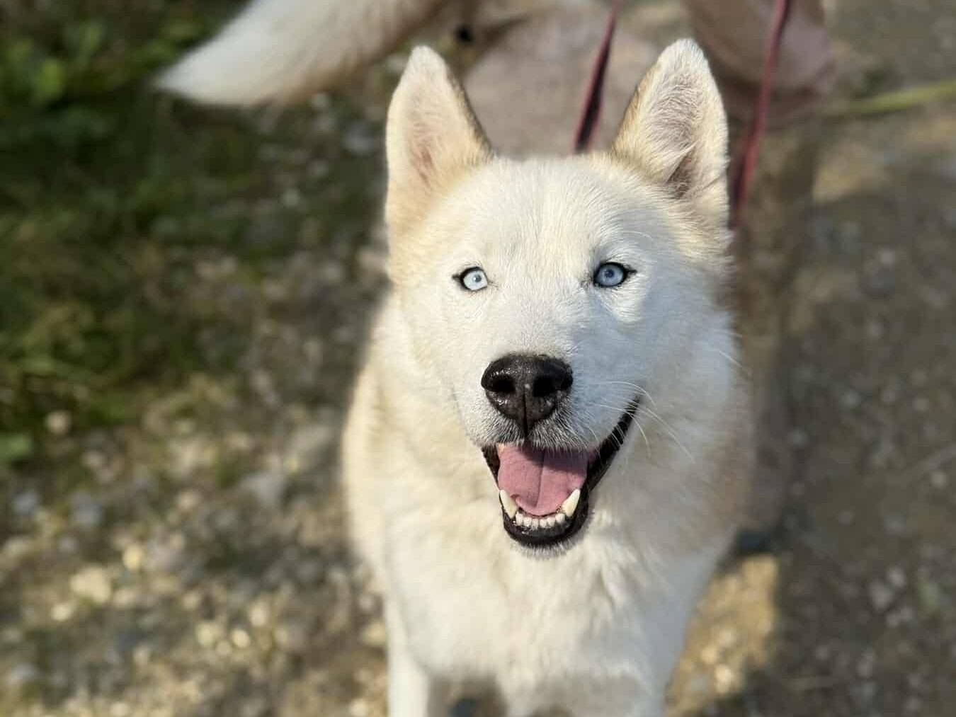 Vuoi adottare un cane a Firenze?