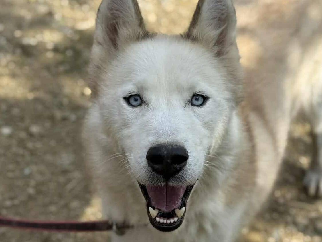 Adotta il cane GOLEM a Firenze