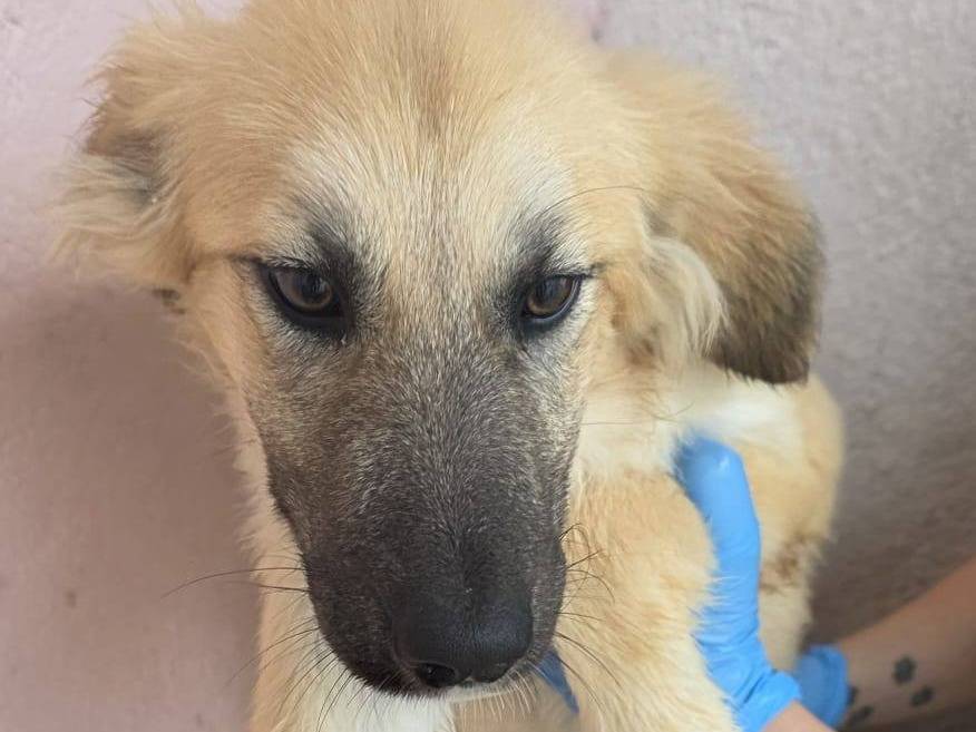 Adozione cane, femmina, Razza sconosciuta Razza sconosciuta, 6 mesi, taglia media, Crotone