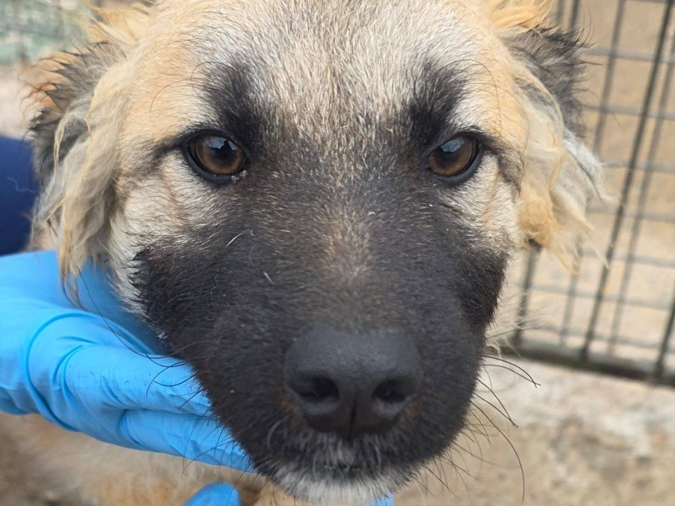 Adozione cane, femmina, Razza sconosciuta Razza sconosciuta, 6 mesi, taglia media, Crotone