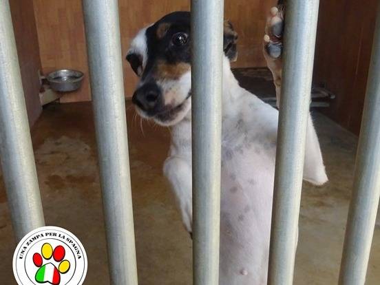 Adozione cane, femmina, Razza sconosciuta Razza sconosciuta, 1 anno e 11 mesi, taglia piccola, Milano