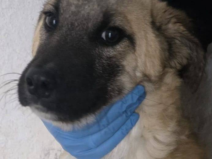 Adozione cane, maschio, Razza sconosciuta Razza sconosciuta, 6 mesi, taglia media, Crotone
