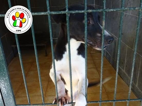 Adozione cane, maschio, Razza sconosciuta Razza sconosciuta, 1 anno e 1 mese, taglia media contenuta, Milano