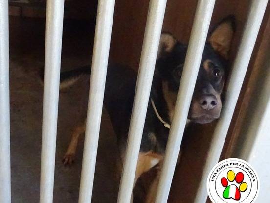 Adozione cane, maschio, Razza sconosciuta Razza sconosciuta, 1 anno e 2 mesi, taglia piccola, Milano