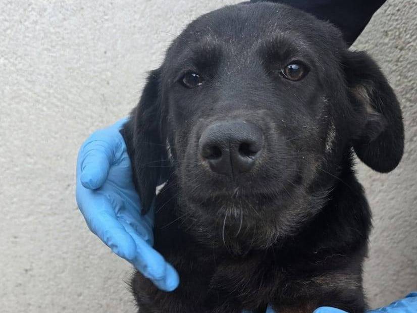 Adozione cane, maschio, Razza sconosciuta Razza sconosciuta, 6 mesi, taglia media, Crotone