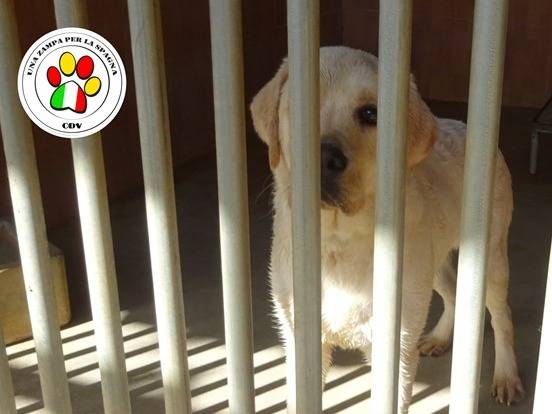 Adozione cane, maschio, Labrador Retriever Razza sconosciuta, 9 mesi, taglia media, Milano