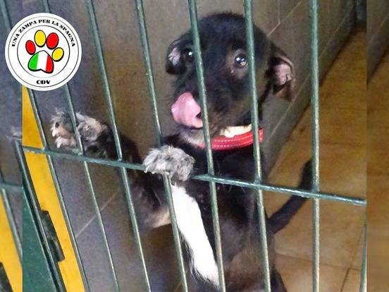 Adozione cane, maschio, Razza sconosciuta Razza sconosciuta, 1 anno e 4 mesi, taglia piccola, Milano