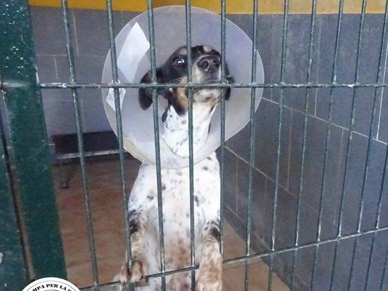 Adozione cane, femmina, Razza sconosciuta Razza sconosciuta, 4 anni e 1 mese, taglia piccola, Milano