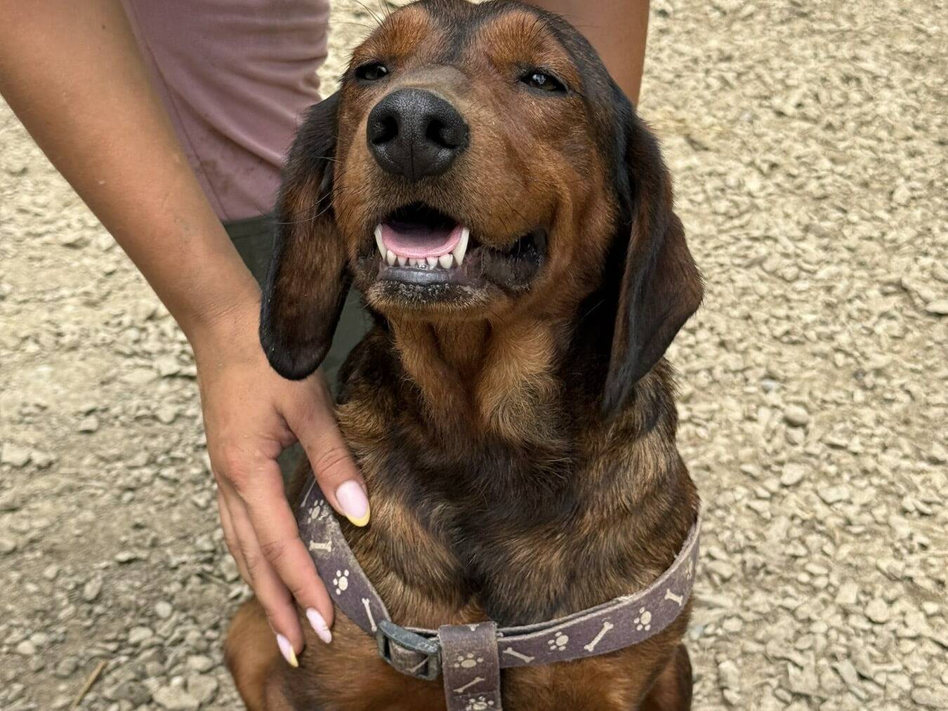 Adozione cane, femmina, Razza sconosciuta Razza sconosciuta, 3 anni e 9 mesi, taglia media, Firenze