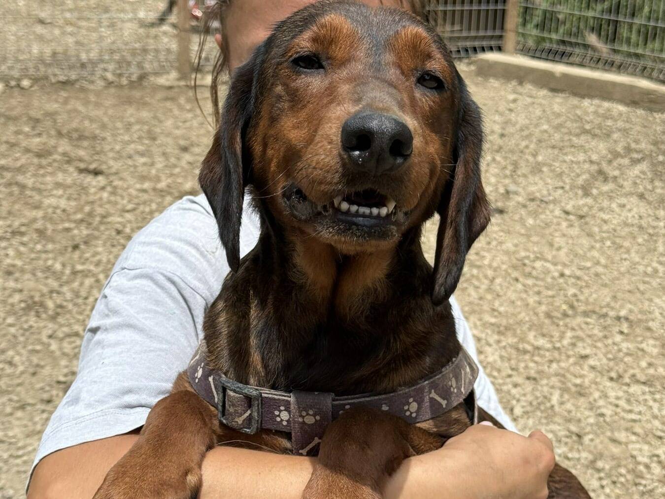 Adotta un cane, femmina, 3 anni e 9 mesi, Firenze