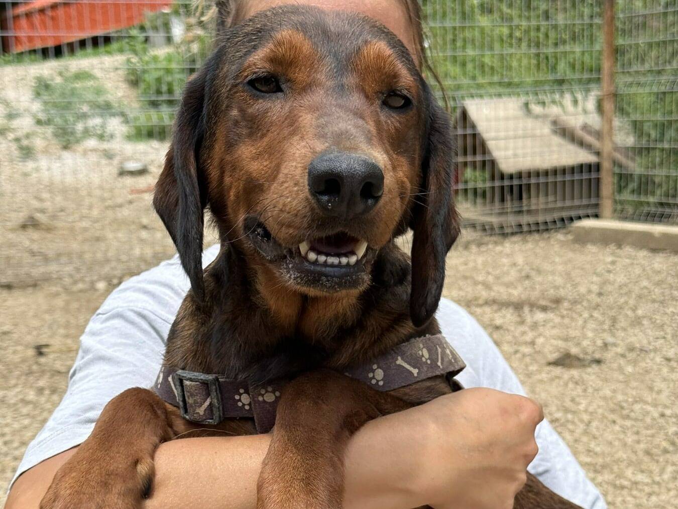 Adotta un cane, taglia media, femmina, Firenze