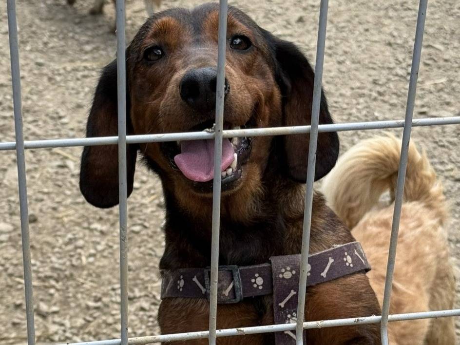 Vuoi adottare un cane a Firenze?