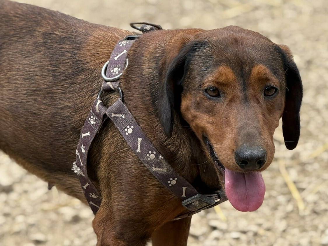 Adotta il cane NOXY a Firenze