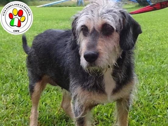 Adozione cane, femmina, Razza sconosciuta Razza sconosciuta, 4 anni e 11 mesi, taglia media contenuta, Milano
