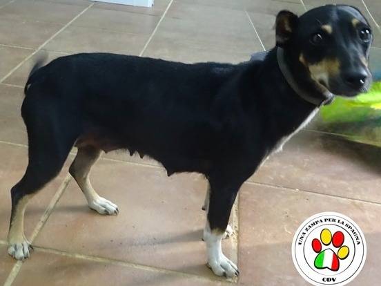 Adozione cane, femmina, Razza sconosciuta Razza sconosciuta, 2 anni e 2 mesi, taglia piccola, Milano