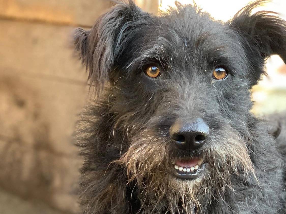 Adozione cane, maschio, Razza sconosciuta Razza sconosciuta, 2 anni e 11 mesi, taglia media, Firenze