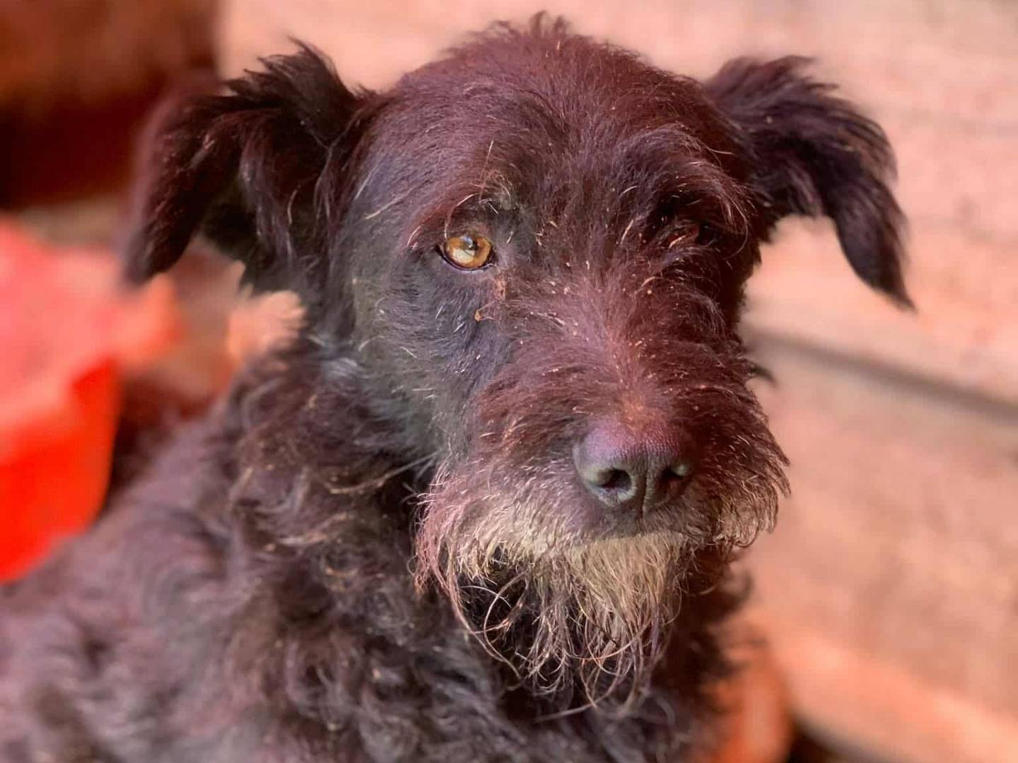 Adotta un cane, maschio, 2 anni e 11 mesi, Firenze